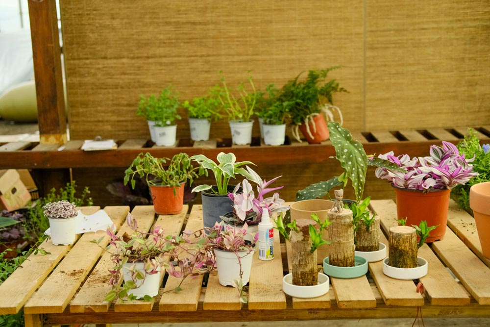 室內養(yǎng)多肉適合什么花盆_室內養(yǎng)多肉適合什么花_什么多肉適合室內養(yǎng)