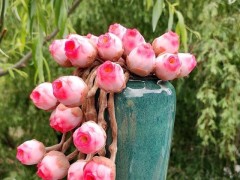 多肉植物原來也有自己的花語，7款代表愛情普貨品種，您養(yǎng)了嗎？