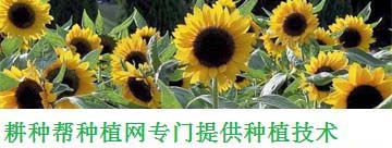 多肉植物美花角_多肉植物漂亮_多肉長(zhǎng)角