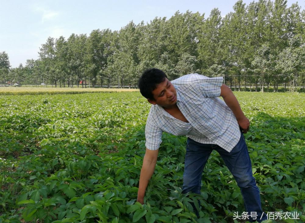 種植白芷需防治哪些病蟲害_種植白芷的技術(shù)要求_白芷種植