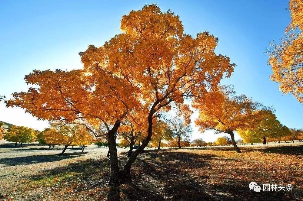 北方種植樹(shù)適合流蘇樹(shù)嗎_北方適宜樹(shù)種_流蘇樹(shù)適合北方種植嗎