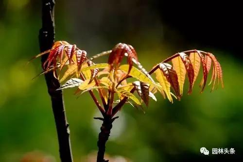 北方種植樹(shù)適合流蘇樹(shù)嗎_北方適宜樹(shù)種_流蘇樹(shù)適合北方種植嗎
