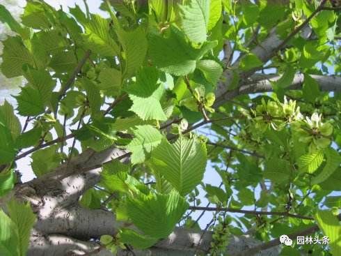北方種植樹(shù)適合流蘇樹(shù)嗎_流蘇樹(shù)適合北方種植嗎_北方適宜樹(shù)種