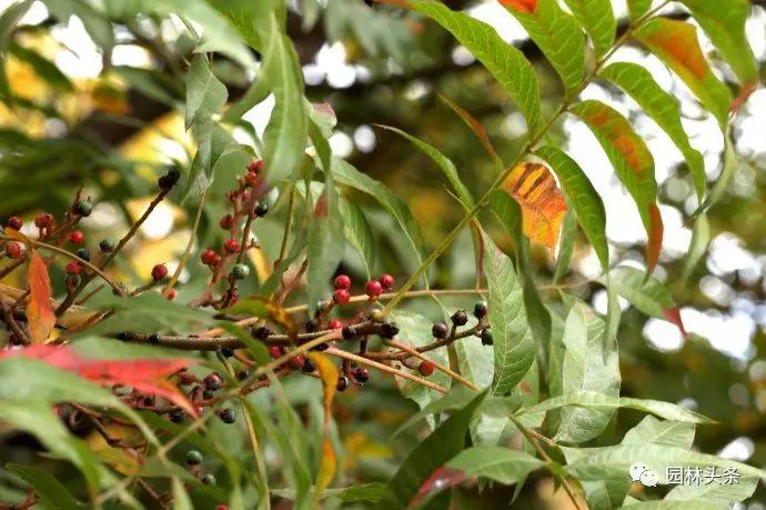 流蘇樹(shù)適合北方種植嗎_北方種植樹(shù)適合流蘇樹(shù)嗎_北方適宜樹(shù)種