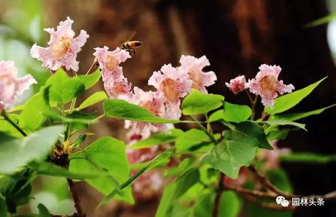 北方適宜樹(shù)種_流蘇樹(shù)適合北方種植嗎_北方種植樹(shù)適合流蘇樹(shù)嗎