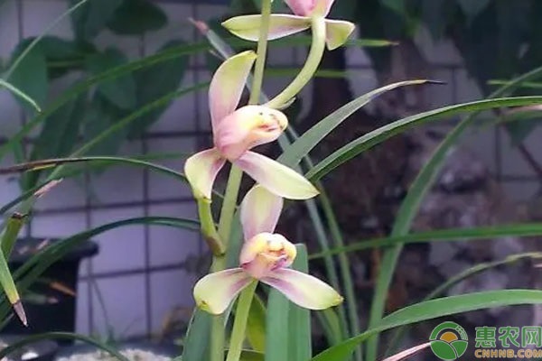 客廳養(yǎng)綠植多了好嗎_客廳養(yǎng)綠植風(fēng)水禁忌_客廳養(yǎng)什么綠植