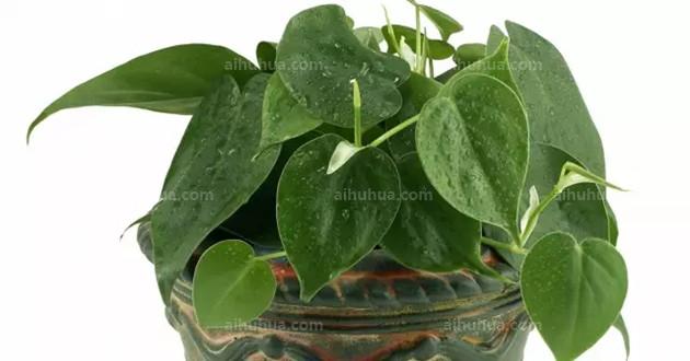 適合室內(nèi)綠植_室內(nèi)綠植適合什么肥料_室內(nèi)綠植適合栽什么