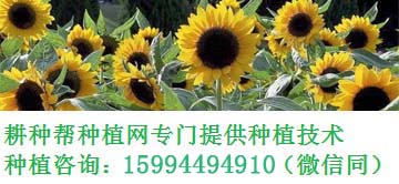 玫瑰多肉花小孩能養(yǎng)嗎_玫瑰多肉花卉_多肉小玫瑰花