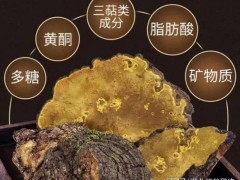 云南耘禾農(nóng)業(yè)桑黃種植技術(shù)為農(nóng)戶開辟桑黃種植新天地