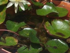 睡蓮的種植方法，播種前需進(jìn)行破口