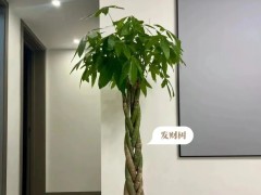 家里客廳沒光的看過來！養(yǎng)這6種綠植準(zhǔn)沒錯(cuò)！