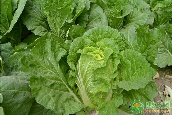 白菜農(nóng)藥_白菜有農(nóng)藥嗎_白菜上的農(nóng)藥多長(zhǎng)時(shí)間能揮發(fā)