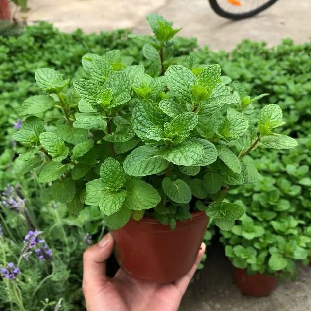 綠植養(yǎng)家里有什么作用_養(yǎng)綠植給身心帶來的好處_家里養(yǎng)什么綠植對身體好
