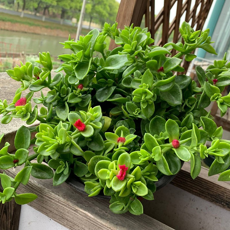 家里養(yǎng)什么綠植對身體好_綠植養(yǎng)家里有什么作用_養(yǎng)綠植給身心帶來的好處