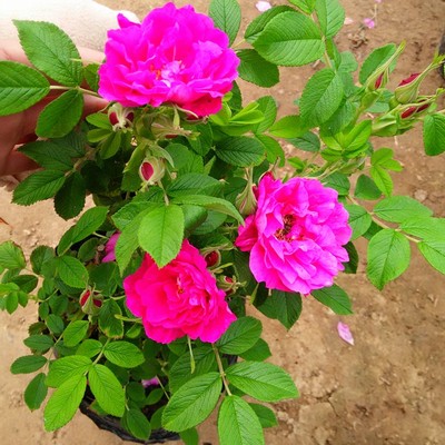養(yǎng)綠植給身心帶來的好處_綠植養(yǎng)家里有什么作用_家里養(yǎng)什么綠植對身體好